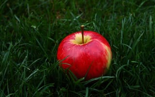 Обои apple, фрукты, зеленый, красный цвет, природные продукты