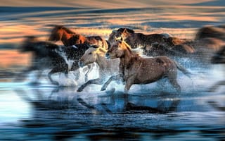 Картинка Мустанг, живая природа, конь, Мустанг лошадь, вода
