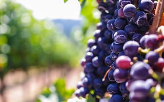 Картинка Общие Винограда, вино, фрукты, виноградник, виноградные листья