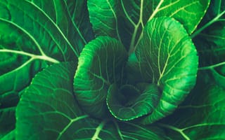 Картинка овощ, зеленый, лист, растение, ботаники
