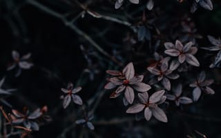 Картинка рассада, лист, цветок, растение, лепесток
