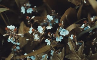 Картинка смартфон, цветок, лист, весна, растение