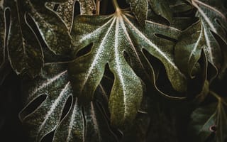 Картинка рассада, лист, зеленый, растение, ботаники