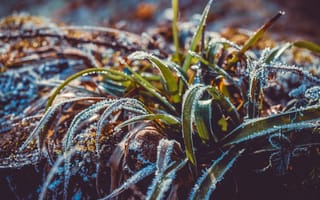 Картинка мороз, вода, лист, растение, семейство травы