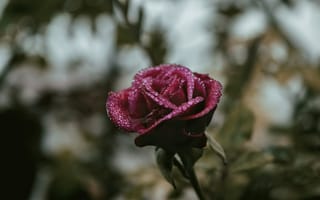 Обои цветок, Роза, лепесток, розовый, сад роз