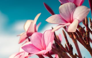 Картинка франжипани, цветок, цветковое растение, розовый, лепесток