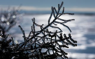 Картинка зима, ветвь, замораживание, дерево, вода