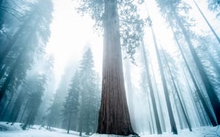 Картинка дерево, природа, Бигтри, лес, зима