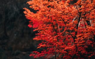Картинка дерево, ветвь, лист, красный цвет, природа