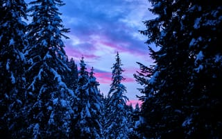 Картинка закат, дерево, природа, синий, окружающая среда