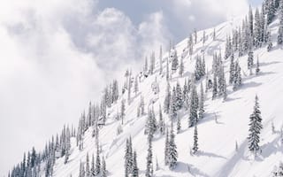 Картинка снег, зима, дерево, склон, замораживание