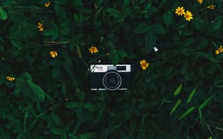 Картинка камера, объектив камеры, зеленый, растение, полевой цветок