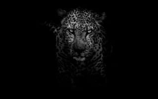 Картинка Ягуар, большая кошка, черный, кошачьих, живая природа