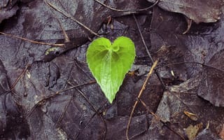 Картинка лист, зеленый, цветок, растение, сердце