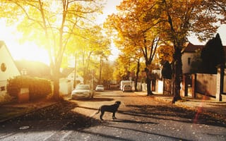 Картинка Лапа Люблю Собак, пес, дерево, утро, солнечный свет