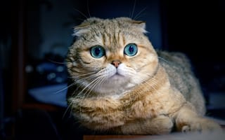 Картинка шотландская вислоухая, пес, полосатый кот, котенок, морда