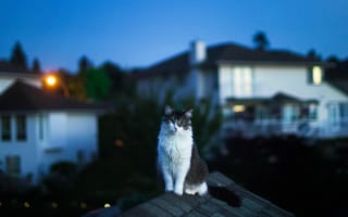 Картинка кот, кошачьих, свет, Хаус, вечер