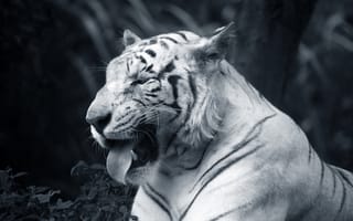 Картинка Белый тигр, бенгальский тигр, кошачьих, большая кошка, черный и белый