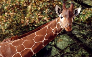 Обои Жираф, наземные животные, живая природа, жирафовые, дикая местность