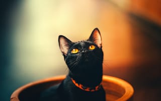 Картинка черная кошка, бомбейская кошка, котенок, кот, кошачьих