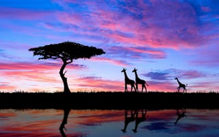 Картинка Саванна, Жираф, закат, природа, живая природа