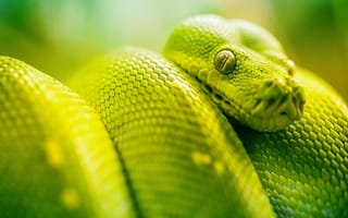 Картинка глаза змеи, пресмыкающееся, зеленый, Гладкая Greensnake, Семейные питона