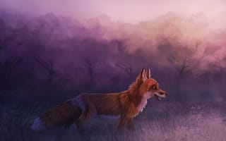 Картинка лиса, красный волк, рыжая лисица, Псовые, живая природа