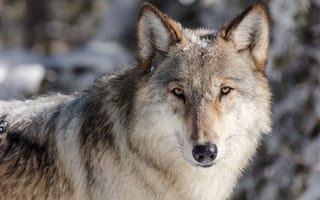 Обои Йеллоустоун волки, Йеллоустонский Национальный парк, волк, История волков в Йеллоустоун, Реинтродукции волка