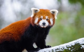 Картинка Красная панда, адаптация, хищник, морда, наземные животные