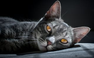 Картинка кот, бакенбарды, кошачьих, полосатый кот, морда