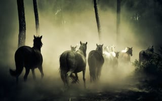 Картинка живая природа, конь, темнота, белые, лес
