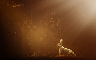Картинка кролик, атмосфера, заяц, утро, Кролики и зайцы