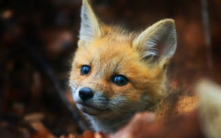 Картинка милый лиса, лиса, привлекательность, рыжая лисица, Псовые