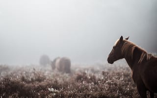 Картинка конь, туман, дымка, утро, сенокосное угодье