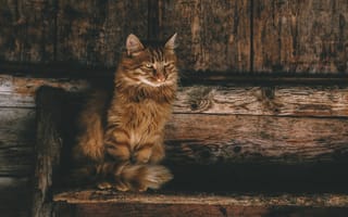 Картинка персидская кошка, полосатый кот, калико кошка, кот, кошачьих