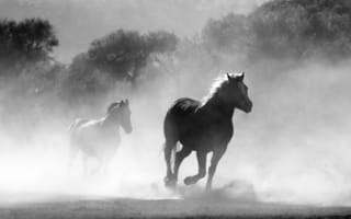 Картинка конь, жеребец, дикая лошадь, черный и белый, Мустанг лошадь