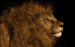 Картинка Лев, большая кошка, волосы, масаи Лев, живая природа