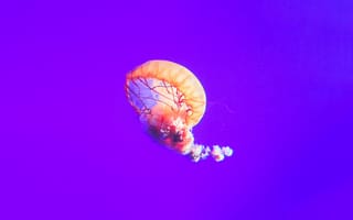 Картинка Фиолетовый, cnidaria, Медуза, беспозвоночных, биолюминесценция