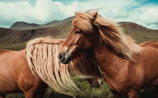 Обои конь, грива, волосы, Мустанг лошадь, гнедая лошадь