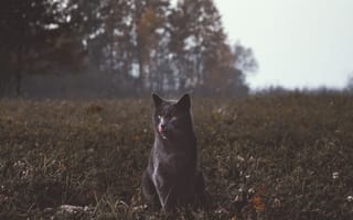 Картинка котенок, черная кошка, Дикая кошка, кот, кошачьих