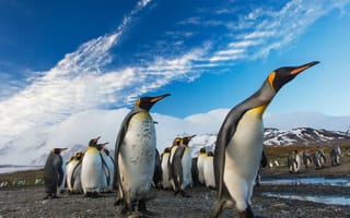 Обои Антарктида, король пингвинов, нелетающая птица, птица, субантарктический пингвин