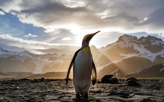Картинка лучший пингвин, король пингвинов, императорский пингвин, нелетающая птица, птица