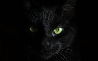 Обои черная кошка, сиамская кошка, полосатый кот, калико кошка, кот