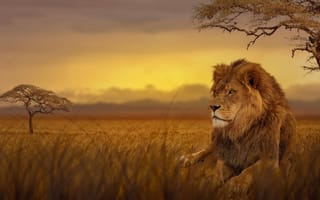 Картинка Лев, белый Лев, живая природа, масаи Лев, кошачьих