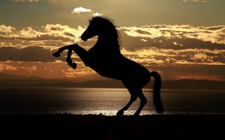 Картинка жеребец, обучение лошади, конь, Мустанг лошадь, силуэт