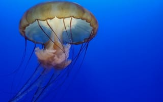 Обои Медуза, cnidaria, морские беспозвоночные, беспозвоночных, парашют