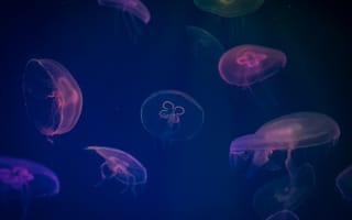 Картинка медузы цифровое искусство, цифровое искусство, арт, Медуза, синий