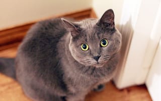 Картинка британская короткошерстная, регдолл, русская голубая, персидская кошка, кот
