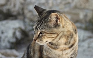 Картинка полосатый кот, котенок, Гавана Браун, Дикая кошка, кот