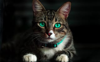 Картинка морда, кот, полосатый кот, зеленый, кошки малого и среднего размера